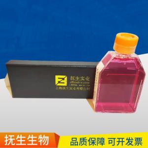 人脐动脉内皮细胞 产品图片