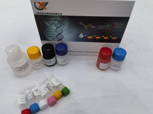大鼠脂蛋白磷脂酶A2(Lp-PL-A2)ELISA试剂盒
