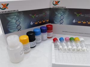 人嗜酸粒细胞趋化蛋白Eotaxin 1(Eotaxin 1/CCL11)ELISA试剂盒 产品图片