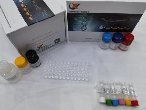 人基质金属蛋白酶2/明胶酶A(MMP-2/Gelatinase A)ELISA试剂盒 产品图片