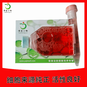 BaF3-fflu+FLT3ITD[D835H]稳转株 产品图片