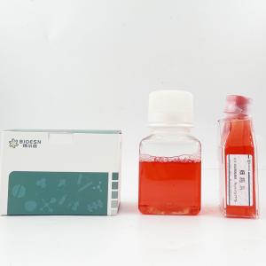RPAEC大鼠肺动脉内皮细胞 BES2105OC 产品图片