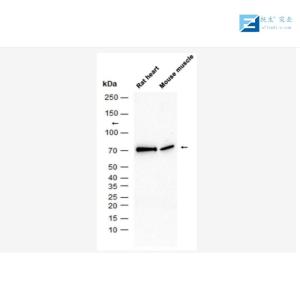 CD44抗体 产品图片