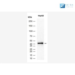Klotho多肽蛋白抗体 产品图片