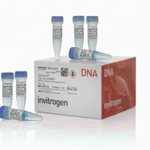Gibco PHG0094Human FGF-7 (KGF) Recombinant Protein