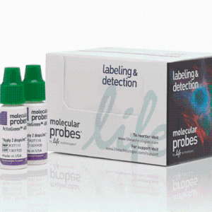 Gibco R37110ReadyProbes™ 试剂 F-肌动蛋白鬼笔环肽偶联物