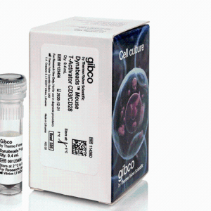 Gibco PA5-114687Caspase 3 （Cleaved Asp175） 多克隆抗体