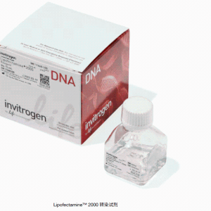 Gibco 11668500 Lipofectamine™ 2000 转染试剂