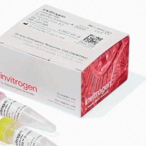 invitrogen   L3000015 Lipofectamine 3000 转染试剂