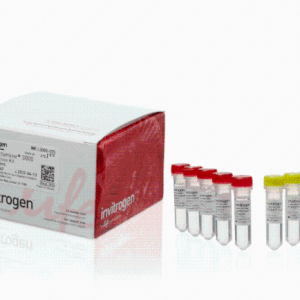 invitrogen L3000075 Lipofectamine 3000 转染试剂